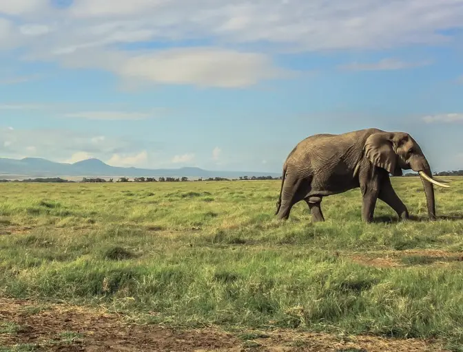 11-Day Kenya & Tanzania Wildlife Odyssey